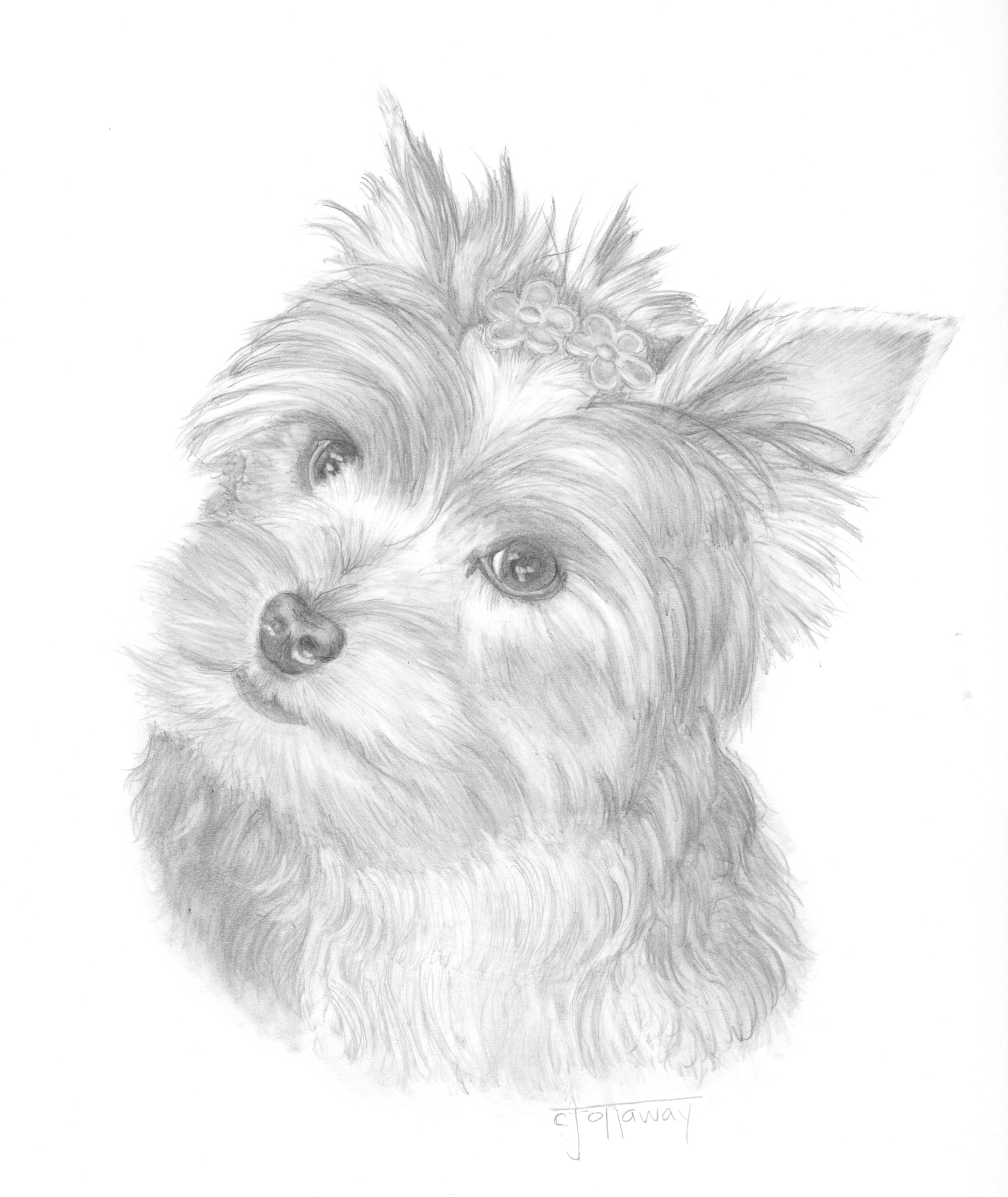 yorkie puppy coloring pages - photo #5