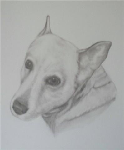 drawing of dog